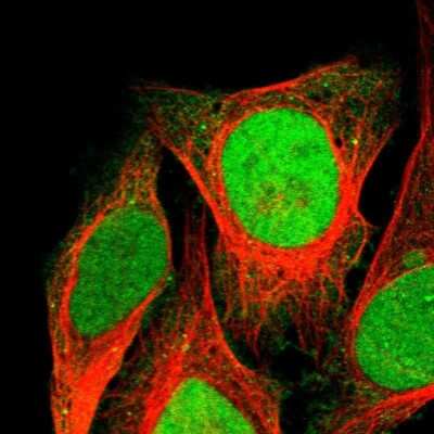 Immunocytochemistry/ Immunofluorescence: NSBP1 Antibody [NBP1-87379]