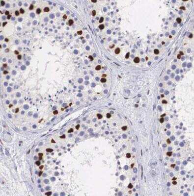 Immunohistochemistry-Paraffin: NSBP1 Antibody [NBP1-87379]