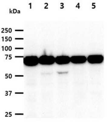 Western Blot: NSD3 Antibody (7B4)BSA Free [NBP1-04324]