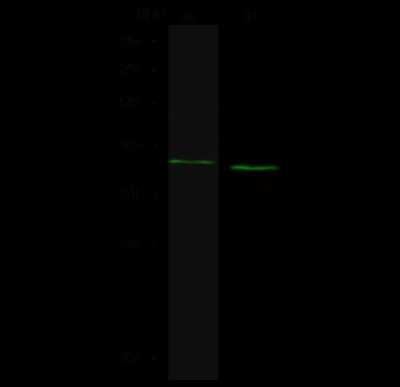 Western Blot: NSDHL Antibody [NBP2-99165]