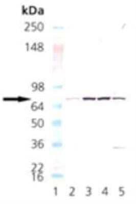 Western Blot: NSF Antibody (9G7-3) [NBP1-19333]