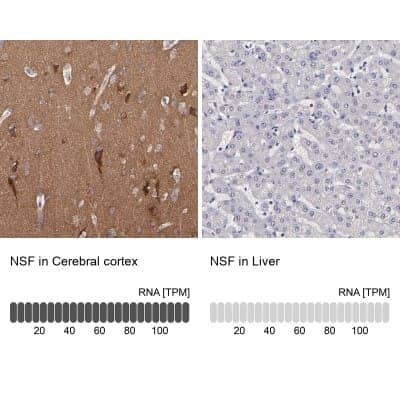 Immunohistochemistry-Paraffin: NSF Antibody [NBP1-87035]