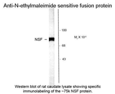 Western Blot: NSF Antibody [NB300-733]