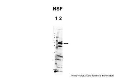 Western Blot: NSF Antibody [NBP1-57536]