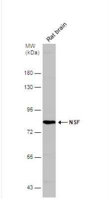 Western Blot: NSF Antibody [NBP2-19592]