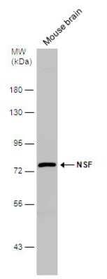 Western Blot: NSF Antibody [NBP2-19592]