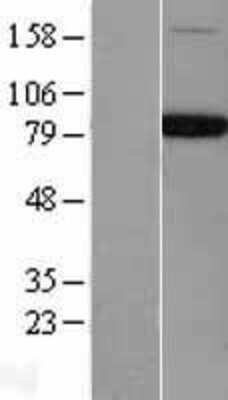 Western Blot: NSF Overexpression Lysate [NBL1-13808]