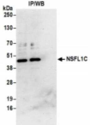 Immunoprecipitation: NSFL1C Antibody [NBP2-36529]