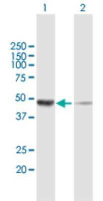 Western Blot: NSFL1C Antibody [H00055968-B01P]