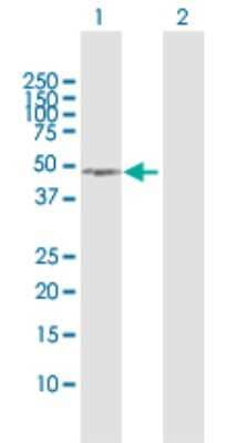 Western Blot: NSFL1C Antibody [H00055968-D01P]