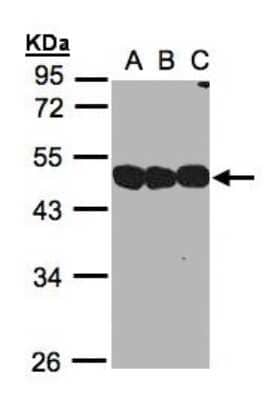 Western Blot: NSFL1C Antibody [NBP1-31402]