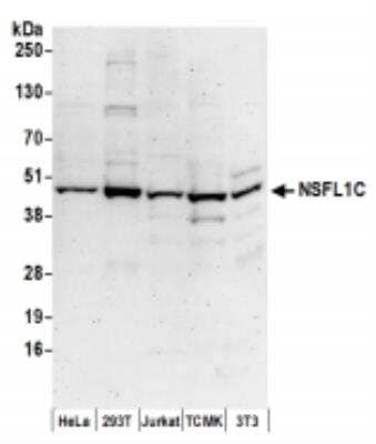 Western Blot: NSFL1C Antibody [NBP2-36529]