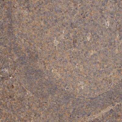 Immunohistochemistry-Paraffin: NSMAF Antibody [NBP1-84736]