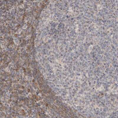 Immunohistochemistry-Paraffin: NSMAF Antibody [NBP1-84737]