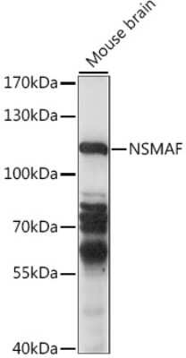 Western Blot: NSMAF AntibodyAzide and BSA Free [NBP2-93553]