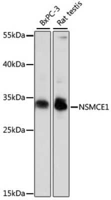 Western Blot: NSMCE1 AntibodyAzide and BSA Free [NBP2-93255]