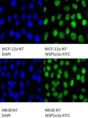 Immunocytochemistry/ Immunofluorescence: NSP 5 alpha 3 alpha Antibody [NB100-517]