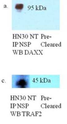 Immunoprecipitation: NSP 5 alpha 3 alpha Antibody [NB100-517]