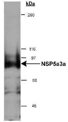 Western Blot: NSP 5 alpha 3 alpha Antibody [NB100-517]