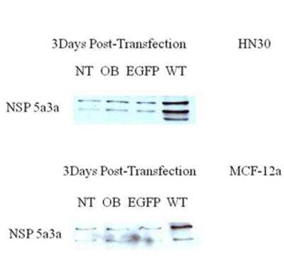 Western Blot: NSP 5 alpha 3 alpha Antibody [NB100-517]