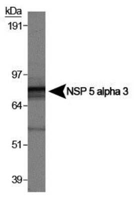 Western Blot: NSP 5 alpha 3 alpha Antibody [NB100-518]