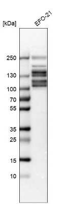 Western Blot: NSP 5 alpha 3 alpha Antibody [NBP1-85353]