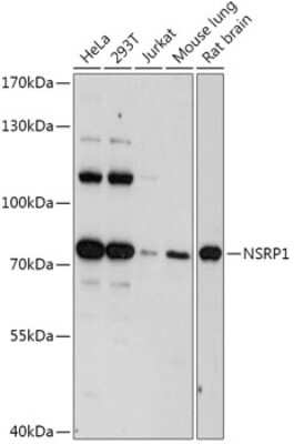 Western Blot: NSRP1 AntibodyAzide and BSA Free [NBP2-94395]