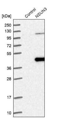 Western Blot: NSUN3 Antibody [NBP1-83595]