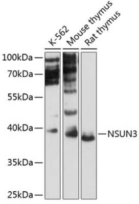 Western Blot: NSUN3 AntibodyAzide and BSA Free [NBP2-93549]