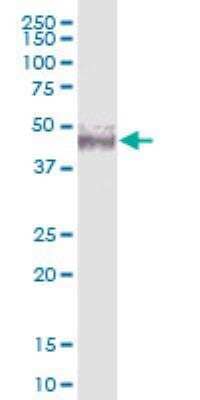 Western Blot: NSUN4 Antibody [H00387338-B01P-50ug]