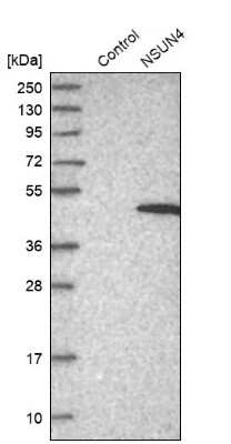 Western Blot: NSUN4 Antibody [NBP1-82733]