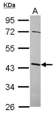 Western Blot: NSUN4 Antibody [NBP2-19594]