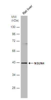 Western Blot: NSUN4 Antibody [NBP2-19594]