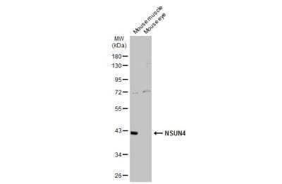 Western Blot: NSUN4 Antibody [NBP2-19594]