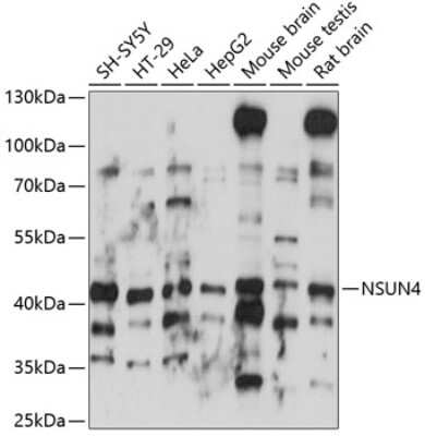 Western Blot: NSUN4 AntibodyAzide and BSA Free [NBP2-95156]