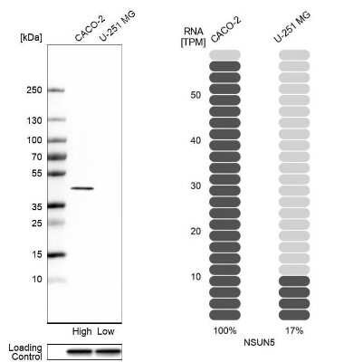 Western Blot: NSUN5 Antibody [NBP1-89416]