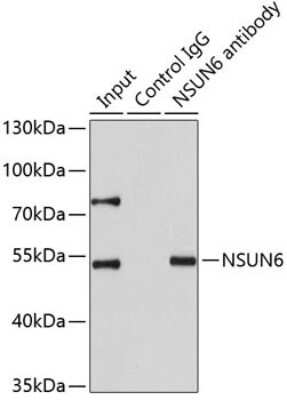 Immunoprecipitation: NSUN6 Antibody - BSA Free [NBP2-93013]