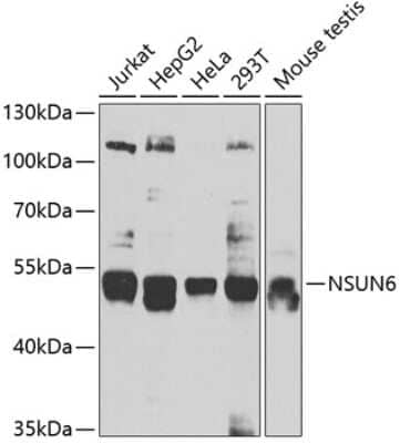 Western Blot: NSUN6 AntibodyBSA Free [NBP2-93013]