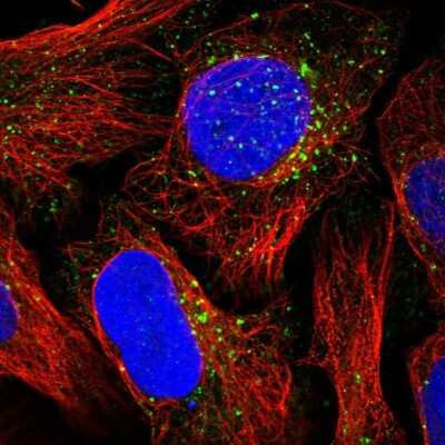 Immunocytochemistry/ Immunofluorescence: NSUN7 Antibody [NBP1-94011]