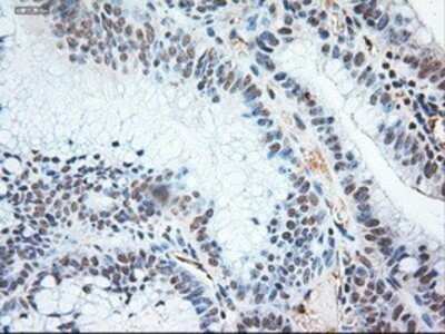 Immunohistochemistry: NT-3 Antibody (OTI5A2) - Azide and BSA Free [NBP2-72972]
