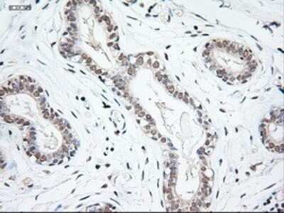 Immunohistochemistry: NT-3 Antibody (OTI5A2) - Azide and BSA Free [NBP2-72972]