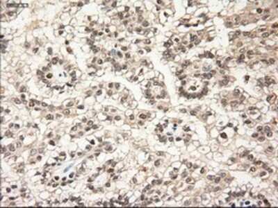 Immunohistochemistry: NT-3 Antibody (OTI5A2) - Azide and BSA Free [NBP2-72972]