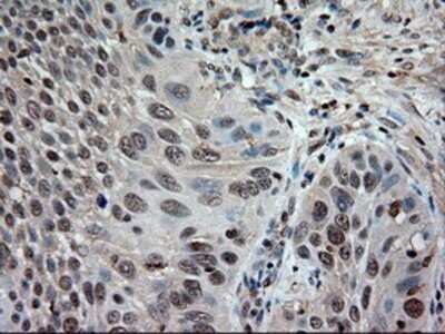 Immunohistochemistry: NT-3 Antibody (OTI5A2) - Azide and BSA Free [NBP2-72972]