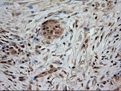 Immunohistochemistry: NT-3 Antibody (OTI5A2) - Azide and BSA Free [NBP2-72972]