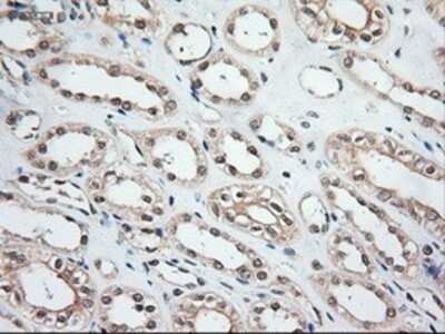 Immunohistochemistry: NT-3 Antibody (OTI5A2) - Azide and BSA Free [NBP2-72972]