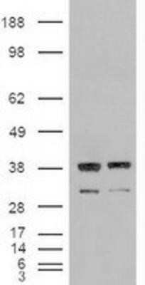 Western Blot: NT-3 Antibody (OTI5A2)Azide and BSA Free [NBP2-72972]