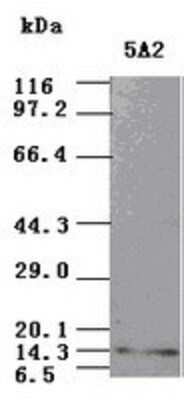 Western Blot: NT-3 Antibody (OTI5A2)Azide and BSA Free [NBP2-72972]