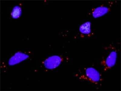 Proximity Ligation Assay: NT-4 Antibody (1G12) [H00004909-M02]