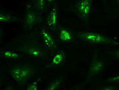 Immunocytochemistry/ Immunofluorescence: NT-4 Antibody (OTI2E8) [NBP1-47897]