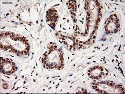Immunohistochemistry-Paraffin: NT-4 Antibody (OTI2E8) [NBP1-47897]